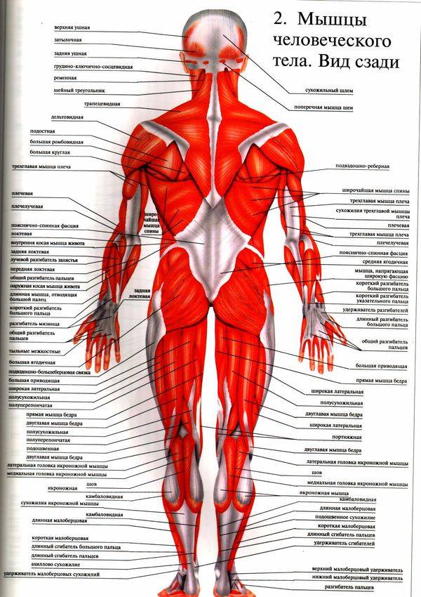 Укрепление мышц разгибателей спины