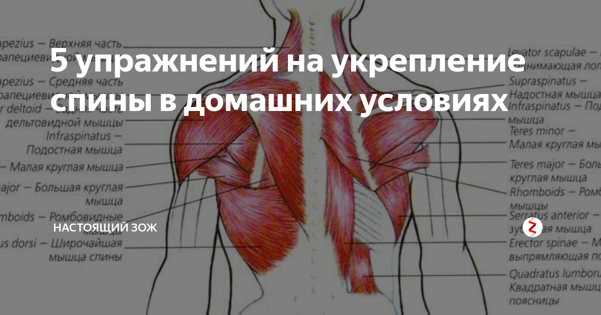Мышцы стабилизаторы: тренировка и упражнения