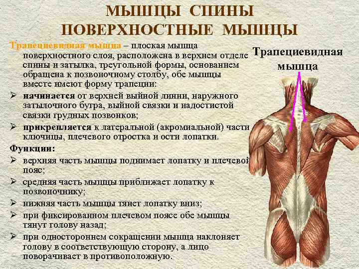 Трапециевидная мышца человека | анатомия трапециевидной мышцы, строение, функции, картинки на eurolab