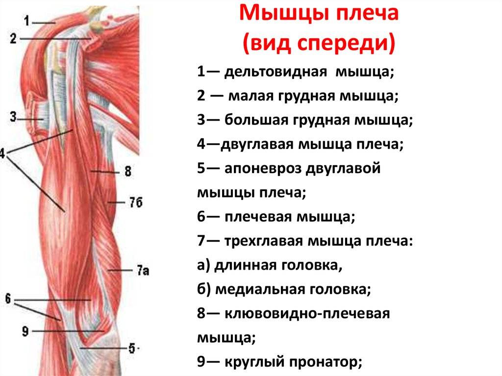 Биомеханика плеча