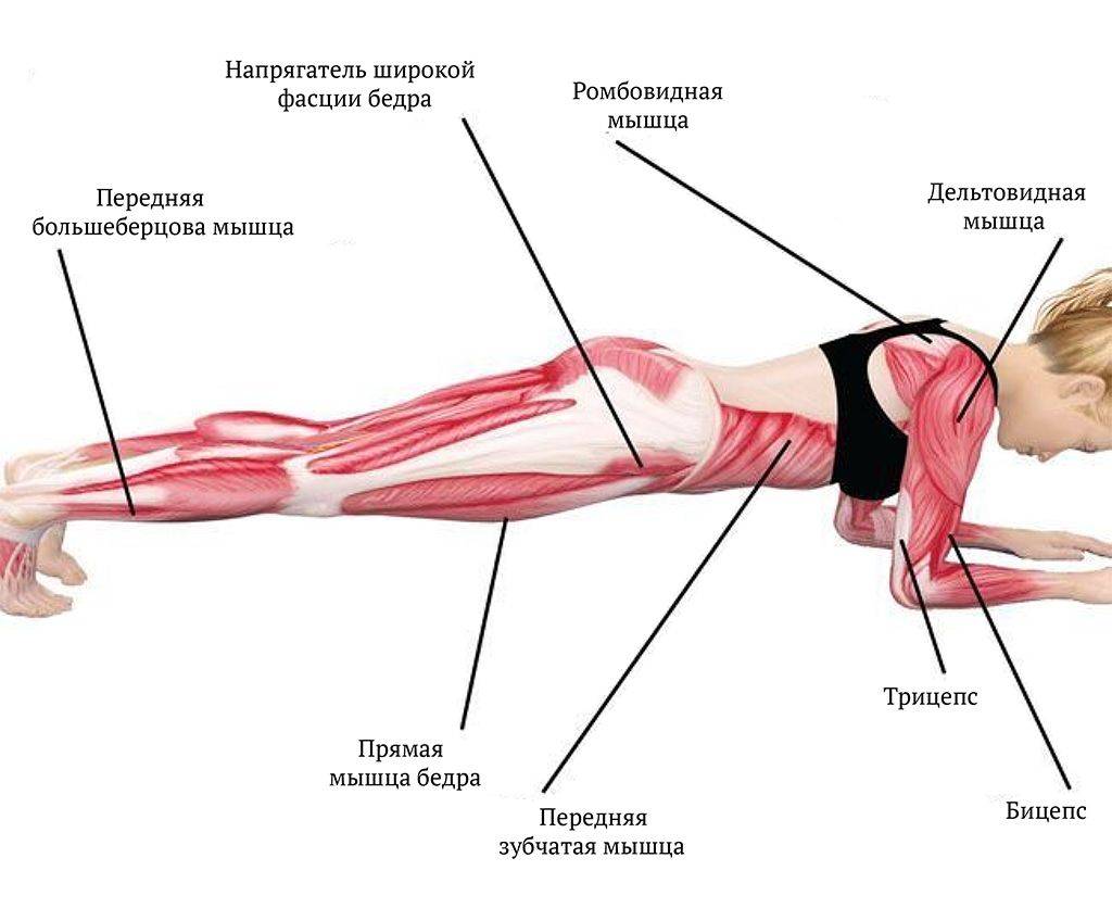 Упражнение планка: какие мышцы работают?