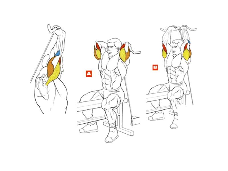 Упражнения для развития и укрепления мышц рук без гантелей | rulebody.ru — правила тела