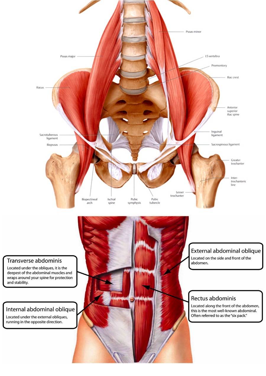 Мышечный корсет — тренировка мышц кора, эффективность, практика и научные исследования