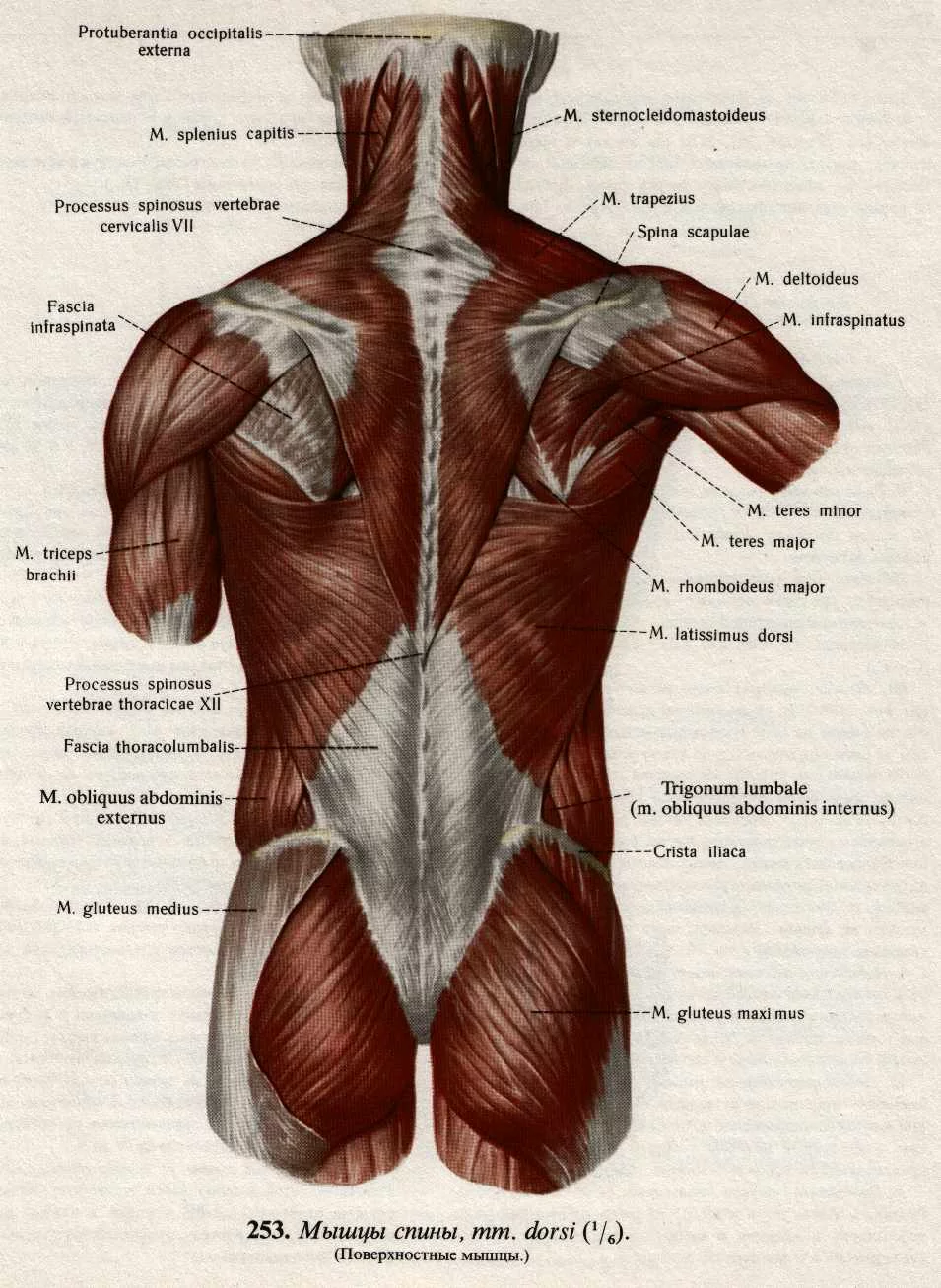 Анатомия мышц спины: строение и функции глубоких, поверхностных и широчайшей. таблица положения