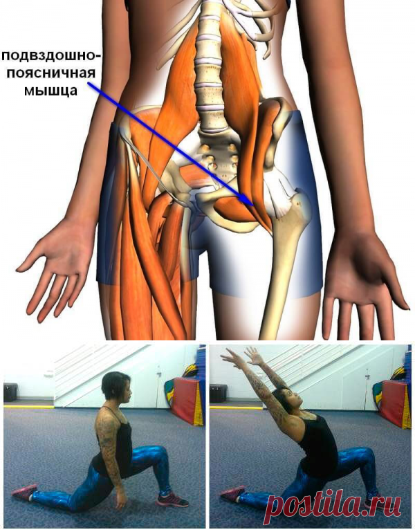 Подвздошно поясничная мышца фото