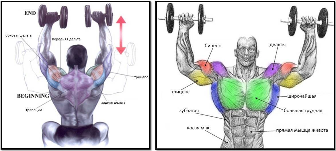 На рисунке изображен бицепс и трицепс что произойдет