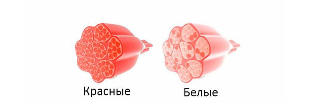 Белые мышечные волокна. Соотношение красных и белых мышечных волокон это. Красные белые и промежуточные мышечные волокна. Типы мышечных волокон белые красные промежуточные. Красные мышечные волокна.