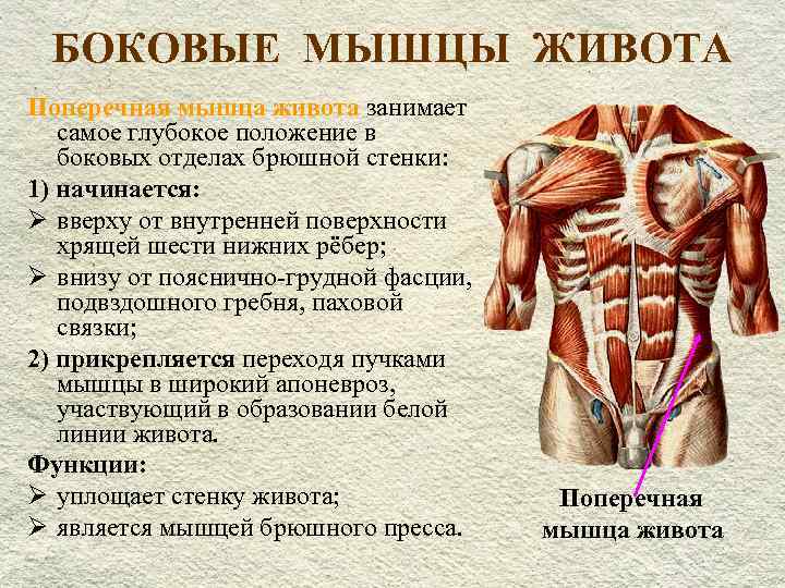 Анатомия мышц живота: строение и функции