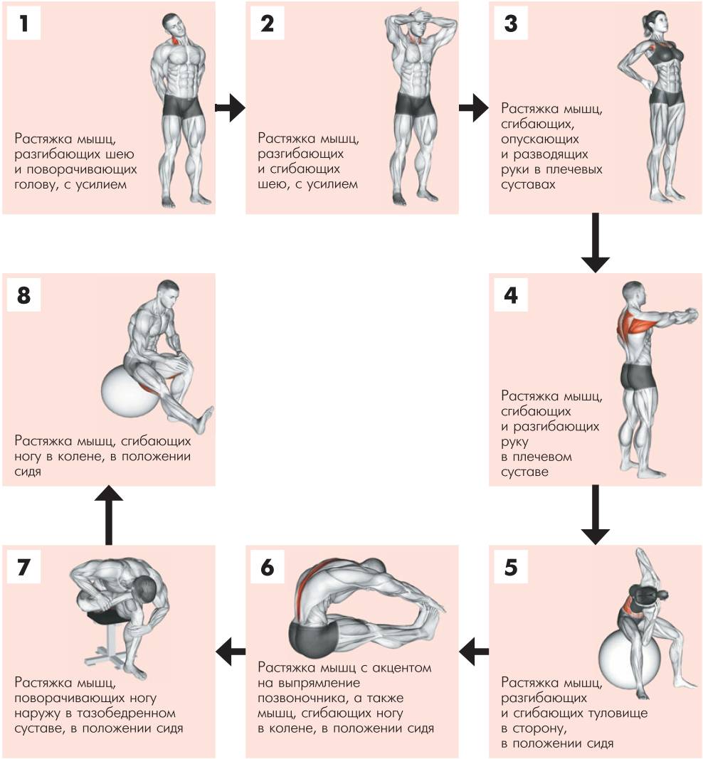 Динамическая растяжка мышц: 6 упражнений | секреты успеха