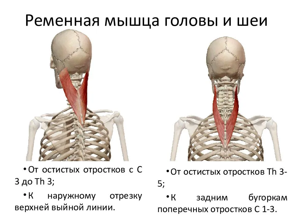 Мышечная активность при боли в шее | kinesiopro