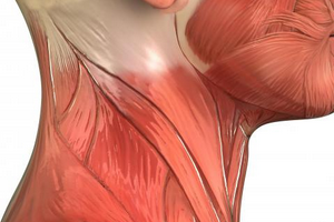 Мышцы шеи: грудино-ключично-сосцевидная мышца и другие, лучшие упражнения для укрепления